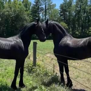 Meet your Posher, Sonia